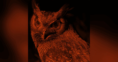 HOMBRE BÚHO De Un Pueblo De Chiapas Historias De Terror - REDE HOMBRE BÚHO De Un Pueblo De Chiapas Historias De Terror - REDE