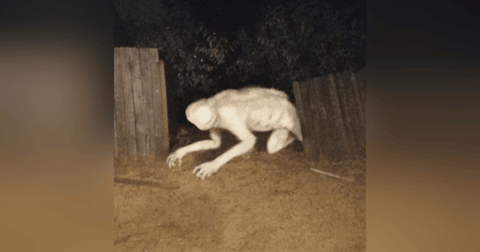 El Nahual Blanco Historias De Terror - REDE El Nahual Blanco Historias De Terror - REDE