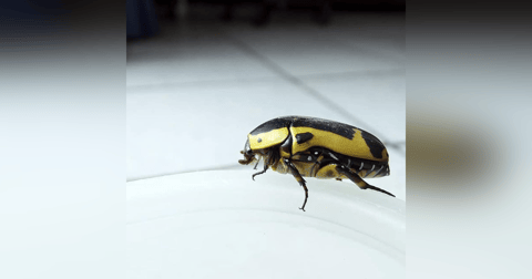 Historias de Miedo Agosto 9 de 2022 UN ESCARABAJO AMARILLO Historias de Miedo Agosto 9 de 2022 UN ESCARABAJO AMARILLO