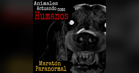 Aterradoras Experiencias de Animales Actuando como Humanos / Maratón Paranormal / L.C.E. Aterradoras Experiencias de Animales Actuando como Humanos / Maratón Paranormal / L.C.E.