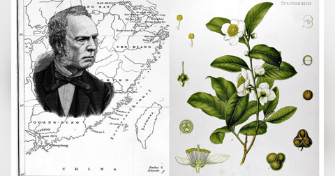 S3-E31 - The “Tea Thief” - Robert Fortune's Very Brief Trip to Taiwan (1854) S3-E31 - The “Tea Thief” - Robert Fortune's Very Brief Trip to Taiwan (1854)