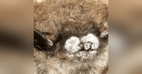 S6 E6: Excuse Me, But You Have Something On Your Nose: The Story of White Nose Syndrome S6 E6: Excuse Me, But You Have Something On Your Nose: The Story of White Nose Syndrome