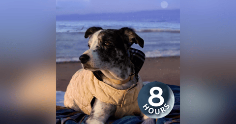 Light Rain + Ocean Waves to Help Calm Anxious Dogs & Stop Barking | 8 Hours Light Rain + Ocean Waves to Help Calm Anxious Dogs & Stop Barking | 8 Hours