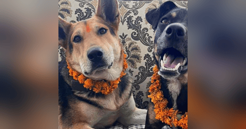 Historias de Miedo Septiembre 7 de 2023 LOS PERRITOS Historias de Miedo Septiembre 7 de 2023 LOS PERRITOS