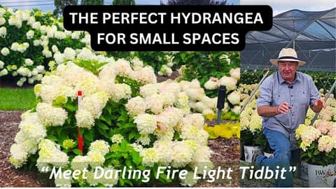 Fire Light Tidbit Hydrangea — The Small‑Space Superstar Every Garden Needs👍👏😉