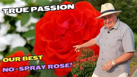 True Passion Rose - Our BEST No-Spray Rose for a Year-Round Love Affair