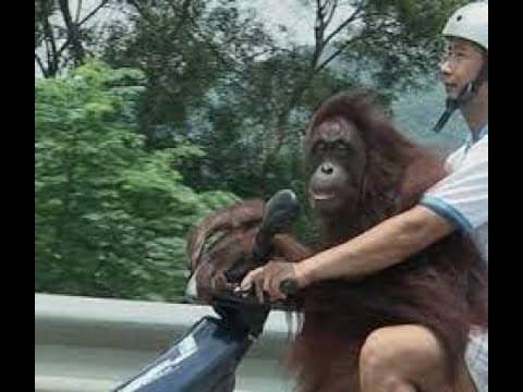 FORMOSA FILES PODCAST S1-E13: THE ORANGUTAN CRAZE