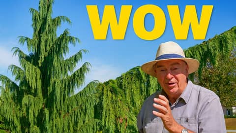 Weeping Alaskan Cedar: A Stunning Evergreen With an Incredible Backstory