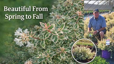 Vanilla Brandy Abelia: The Variegated Shrub That Shines All Season