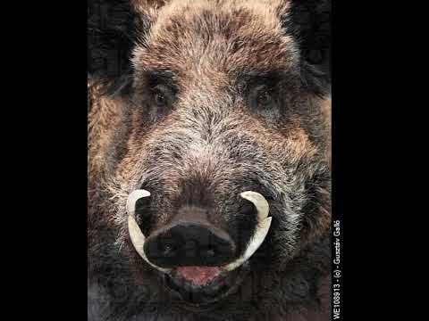 The Musical Innertube Halloween Special - The Were-Pig of London