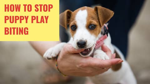 How to Stop Puppy Play Biting