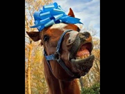 Gift Horses Eat Too Much - S3: Client 24