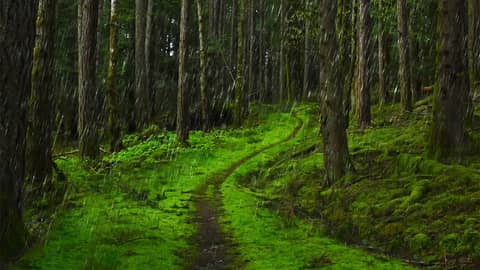 Soothing Rain Along Hiking Trail | Rainstorm Sounds for Sleep, Relaxation, or Study