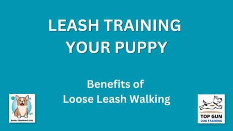 Part 5 - Benefits of Loose Leash Walking
