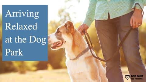 Arriving Relaxed at the Dog Park