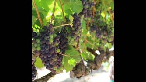 Episode 93-Wine Grape Insurance, Trends In Wine