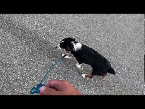 Dixie is 7 Months Old