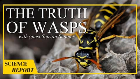 What Do Wasps Really Do? | AMSE Science Report