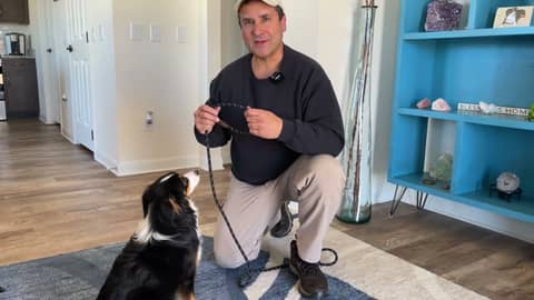 The Best Leash and Collar