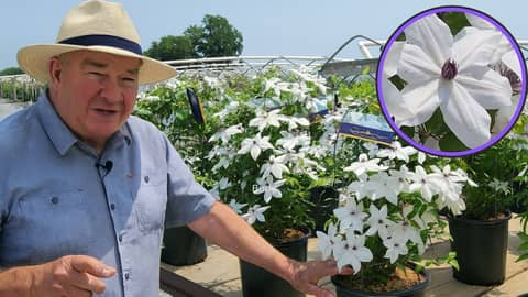 Clematis Tsukiko™ — The Easy‑Care, Free‑Flowering Climber That Transforms Your Garden 👏✅👍🥰
