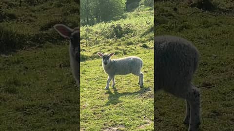 We Found Sheep in the English Countryside! 🐑 We Found Sheep in the English Countryside! 🐑