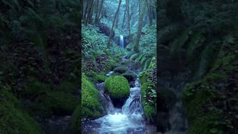 Relaxing Rain Noise + Forest Stream | 10 Hour Version in Comments