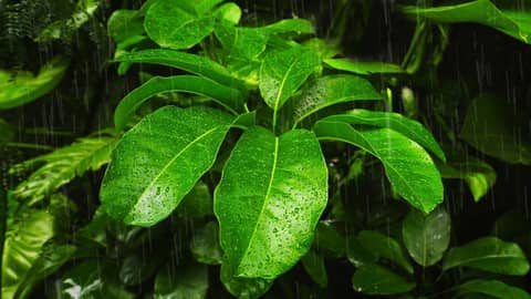 Rainstorm on Tropical Canopy for Relaxation or Sleep | Heavy Rain White Noise