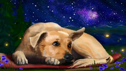 Dog TV | Calm Your Dog with White Noise | Ease Separation Anxiety