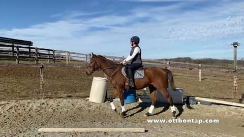OTTB Training Diaries: Introducing the Mini Half Halt to Oscar (Go Green) (S2 E10) OTTB Training Diaries: Introducing the Mini Half Halt to Oscar (Go Green) (S2 E10)