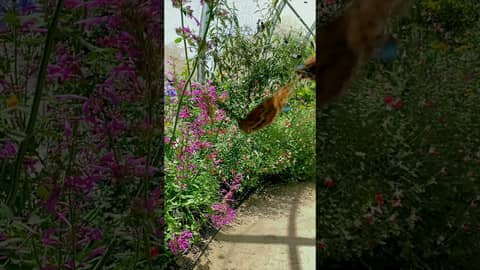 Perfect Day in the Butterfly Garden!