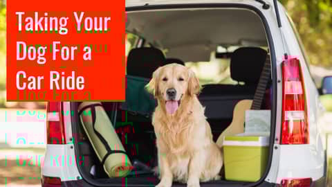 Car Ride With Your Dog