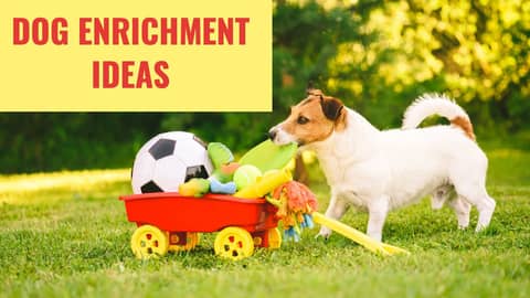 Dog Enrichment Ideas