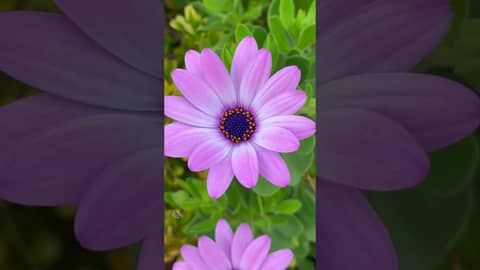 #10Flowers10Seconds Which one is your favorite?