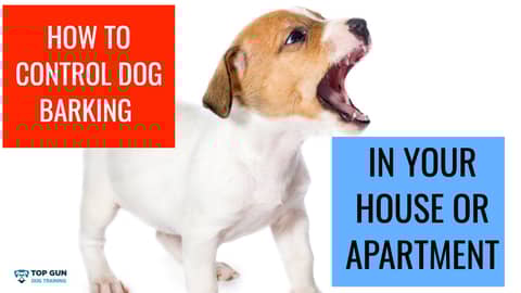 How to Control Dog Barking in House