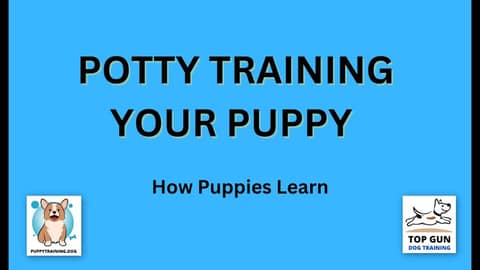 Part 5 - How Puppies Learn