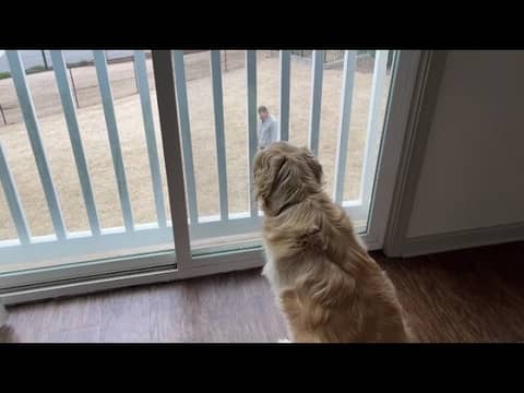 Training Prince to Not React to Other Dogs