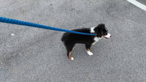 Dixie Learns Leash Manners