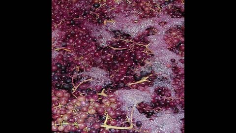 Episode 54-Carbonic Maceration, Technology In Wine, Wine Facts You Don't Need To Know