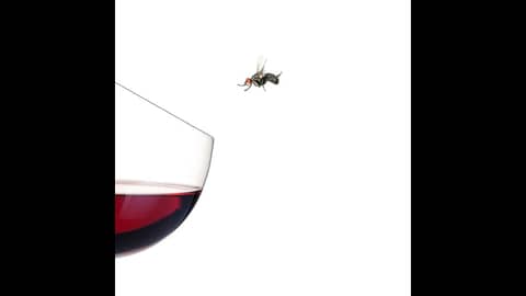 Episode 15- Fruit Flies, Craft Wine, Wine Myths, Champagne Mistakes