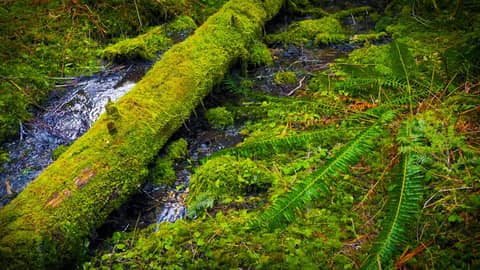 Raining Sounds for Sleeping, Studying, Focus or Relaxation featuring Water White Noise