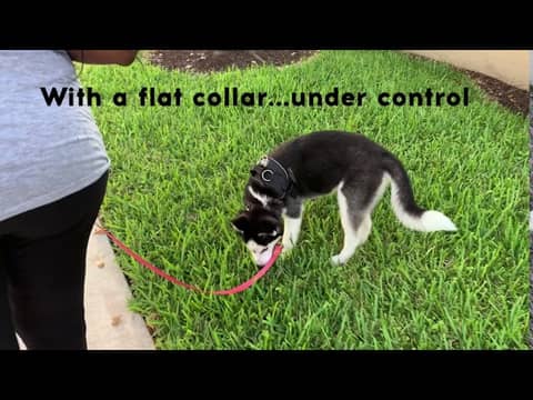 Harness vs Flat Collar