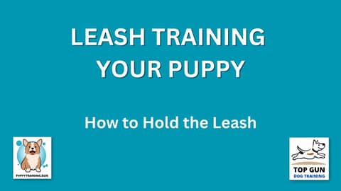 Part 11 - How to Hold the Leash