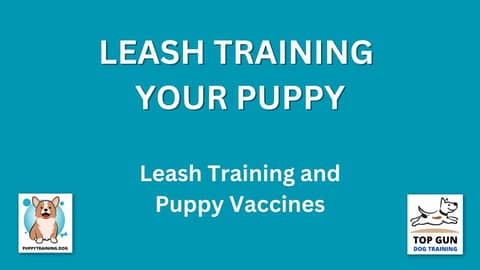Part 3 - Leash Training and Puppy Vaccines