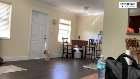 Separation Anxiety  Case - Louie