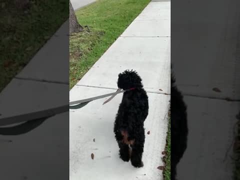 Ressie carries the stick