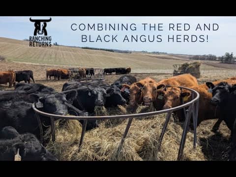 Combining Herds