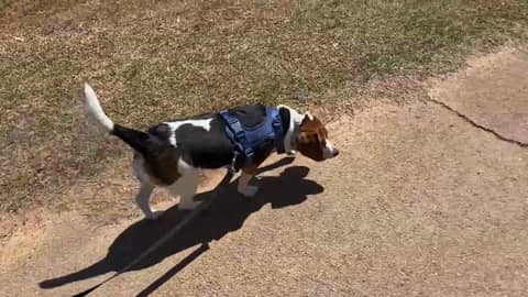 The Enrichment Walk - Leash Training Exercise