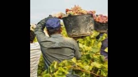 Episode 36-Havest Issues, Favorite Wine, Upgrading Your Palate, Grape Waste, Wine And Teeth