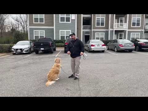 Leash Training with Prince