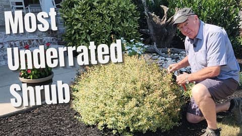 Abelia Shrubs: The Most Underrated Plants for Modern Gardens